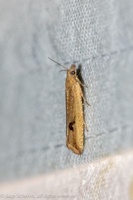 4655 Gewone Biesbladroller - Bactra lancealana