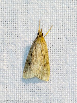 06199 Moerasgranietmot - Eudonia pallida