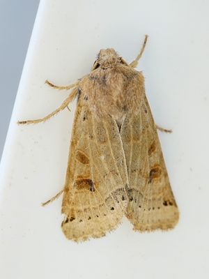 9591 Maansikkeluil - Lunar Underwing - Agrochola lunosa