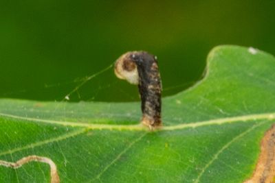 2595 Geelsnuiteikenkokermot - Coleophora ibipennella