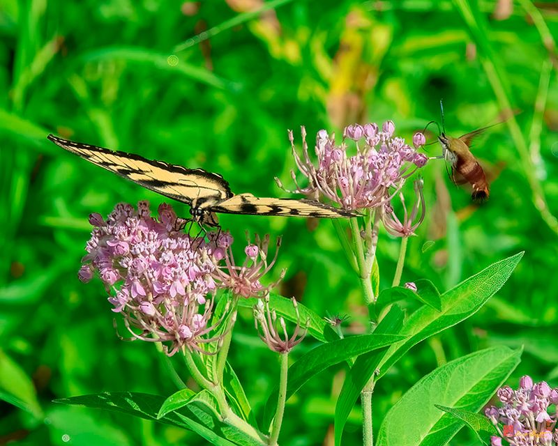 Swamp Milkweed, Rose Milkweed, Swamp Silkweed, or White Indian Hemp (Asclepias incarnata) (DFL1003)