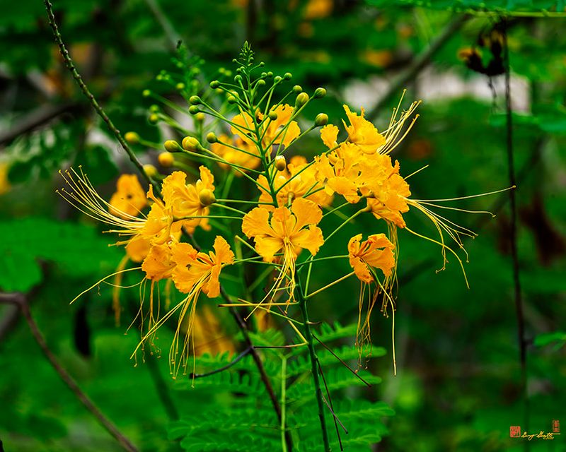 Yellow Peacock Flower (Caesalpinia pulcherrima var. flava) (DTHN0399)