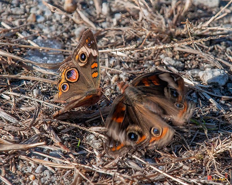 Common Buckeye Butterflies Courting (Junonia coenia) (DIN0348)