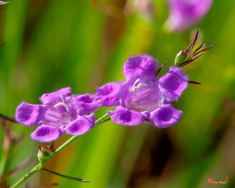 Purple False Foxglove or Purple Gerardia (Agalinis purpurea) (DFL1227)