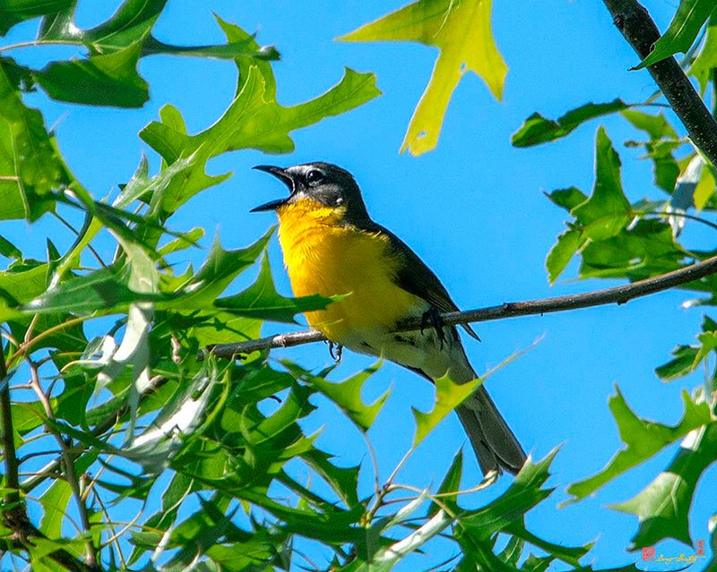 Yellow-breasted Chat (Icteria virens) (DSB0235)