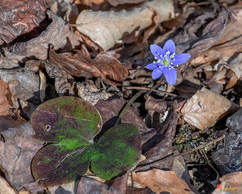 Round-lobed Hepatica (Hepatica nobilis var. obtusa) (DFL1256)