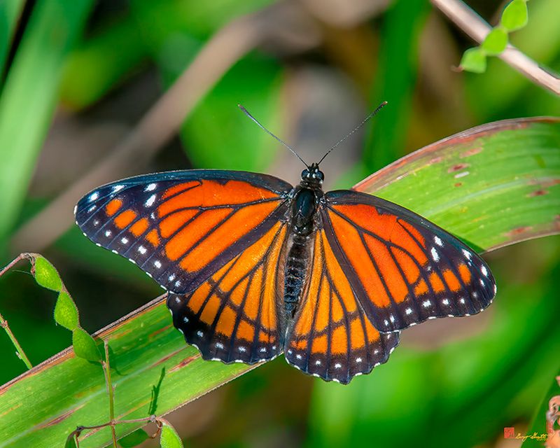 Viceroy (Danaus plexippus) (DIN0359)