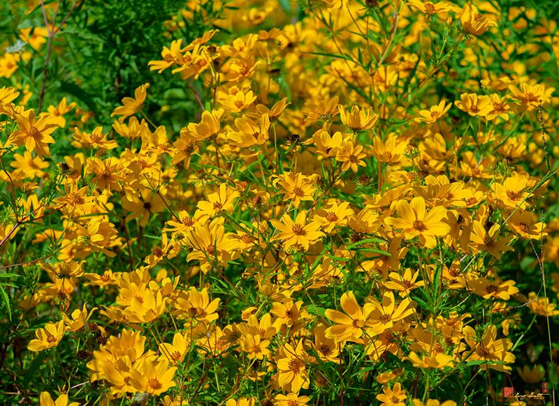 Tickseed Sunflowers (Bidens aristosa) (DFL1277)