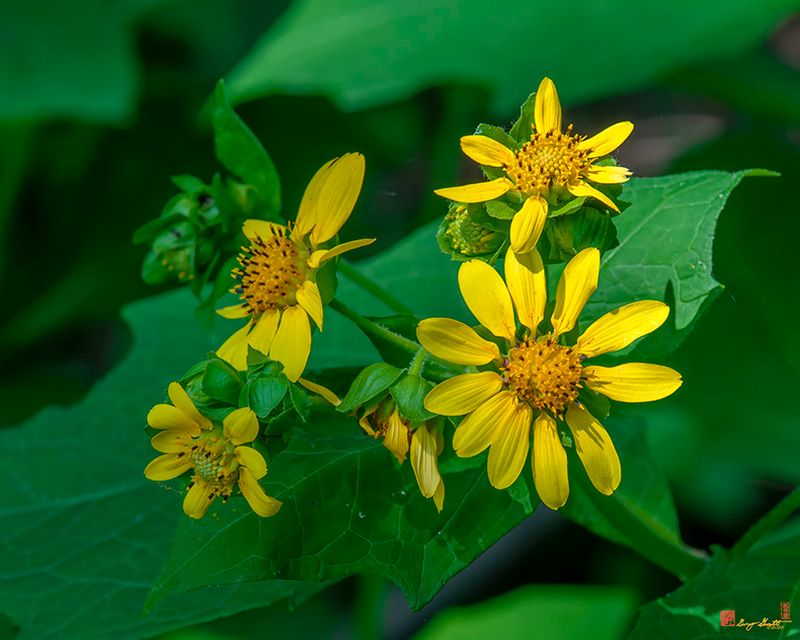 Large-flowered Leafcup or Bears Foot (Polymnia uvedalia) (DFL1279)