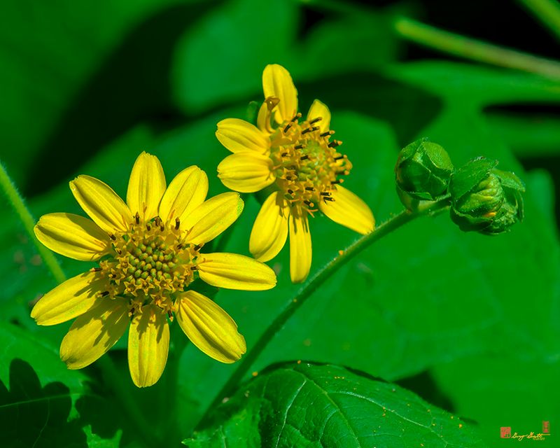 Large-flowered Leafcup or Bears Foot (Polymnia uvedalia) (DFL1280)
