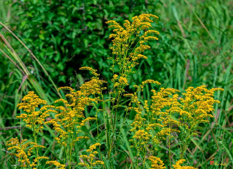 Rough-stemmed Goldenrod (Solidago rugosa) (DFL1282)