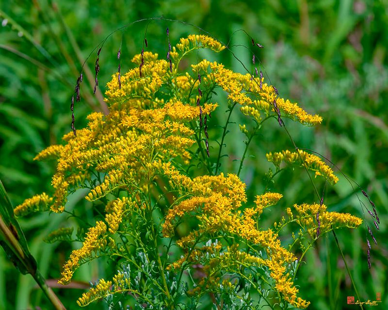 Rough-stemmed Goldenrod (Solidago rugosa) (DFL1283)
