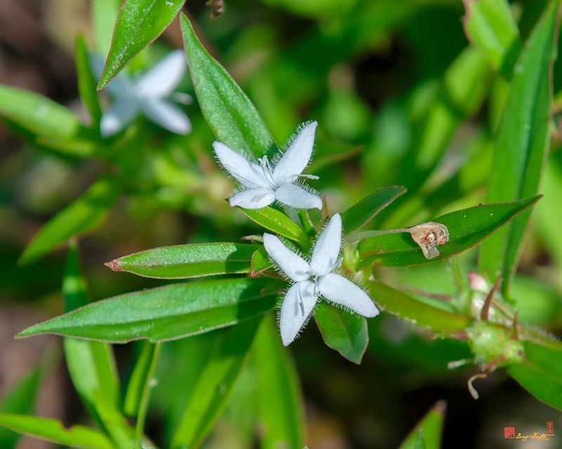 Virginia Buttonweed or Buttonweed (Diodia virginiana) (DFL1288)