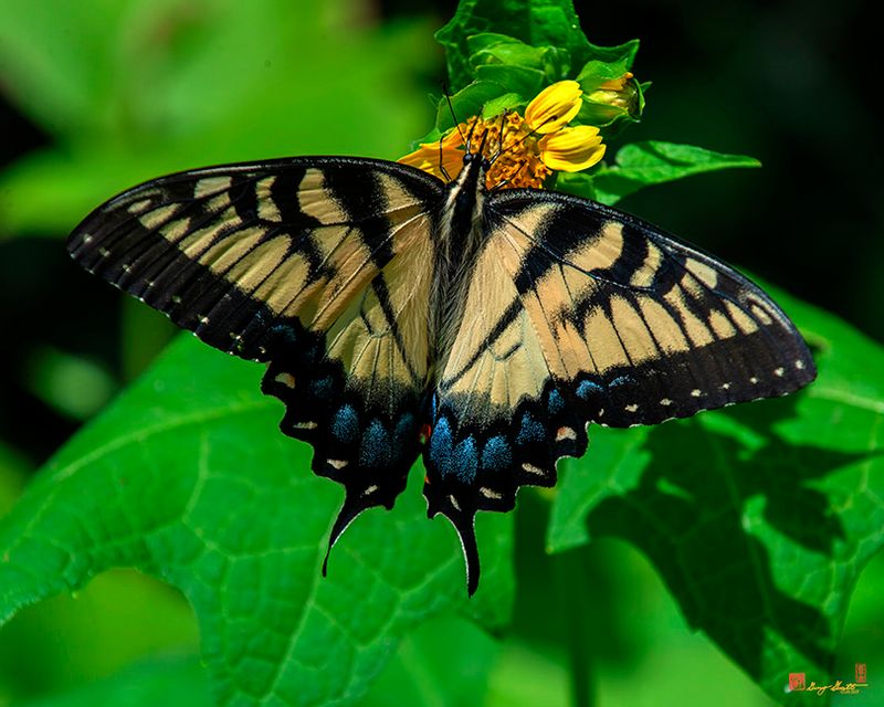 Eastern Tiger Swallowtail (Papilio glaucus) (DIN0372)