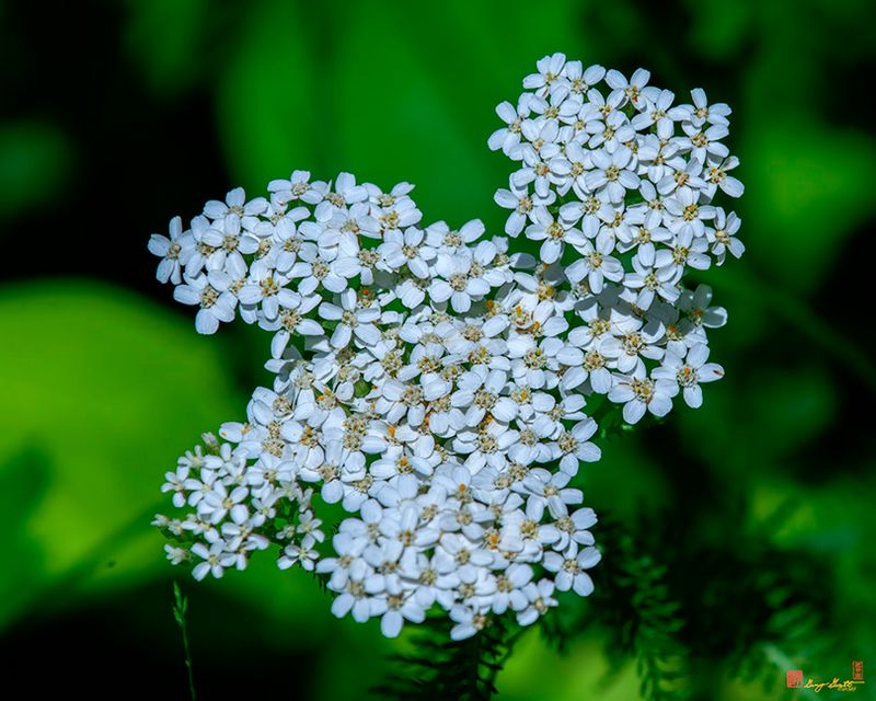 Common Yarrow (Achillea millefolium) (DFL1338)