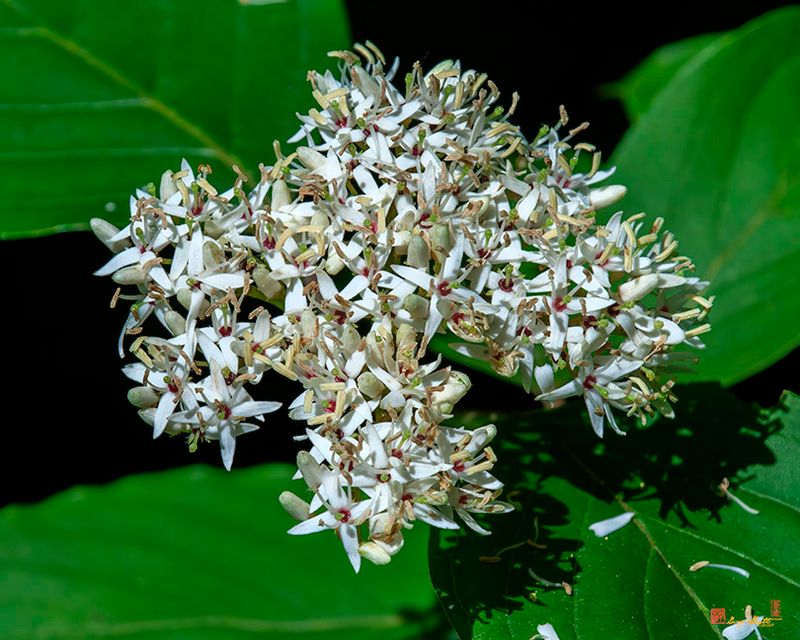 Silky Dogwood (Cornus amomum) (DFL1342)