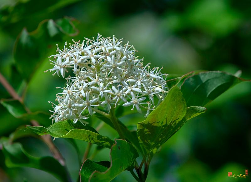 Roughleaf Dogwood (Cornus drummondii) (DFL1345)