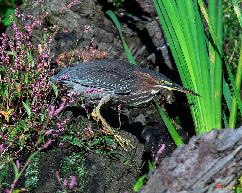 Green Heron (Butorides virescens) (DMSB0241)