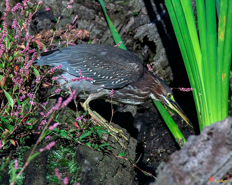 Green Heron (Butorides virescens) (DMSB0242)