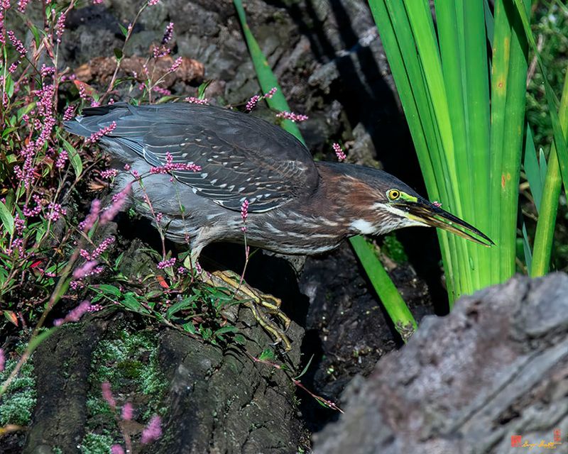 Green Heron (Butorides virescens) (DMSB0244)