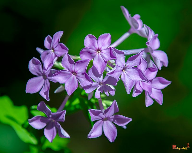 Summer Phlox, Garden Phlox, Panicled Phlox or Perennial Phlox (Phlox paniculata) (DFL1367)