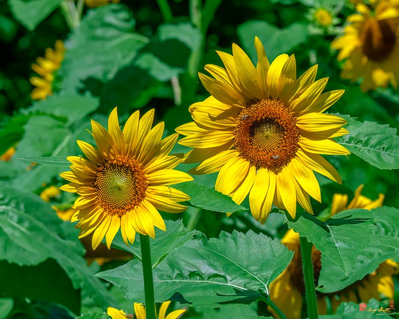 Common Sunflowers (Helianthus annuus) (DFL1370)
