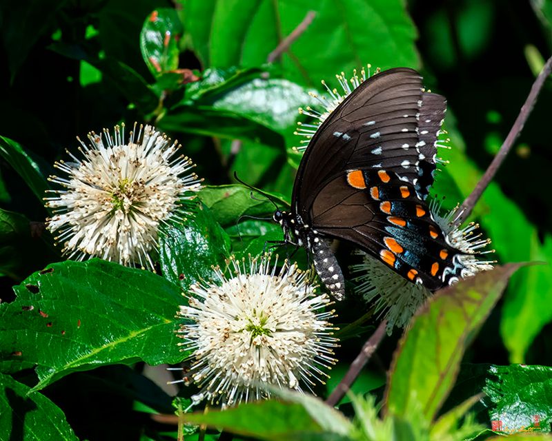 Common Buttonbush, Buttonbush, Button-willow or Honey-bells (Cephalanthus occidentalis) (DFL1380)