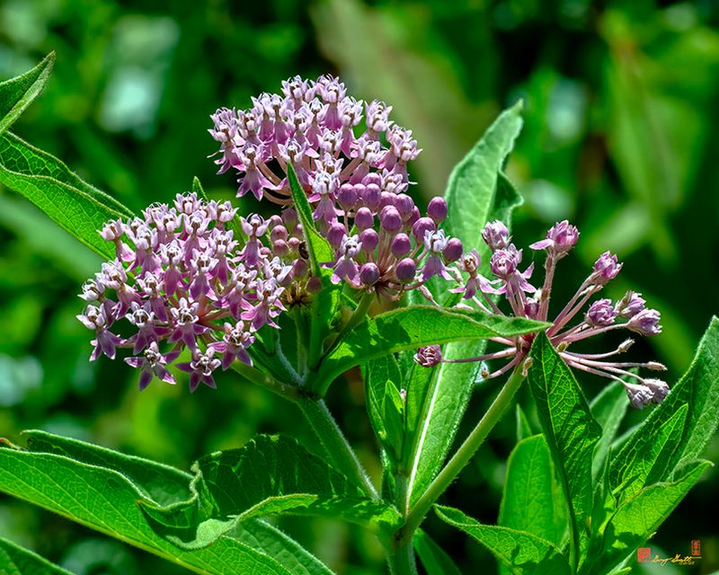 Swamp Milkweed, Rose Milkweed, Swamp Silkweed, or White Indian Hemp (Asclepias incarnata) (DFL1381)