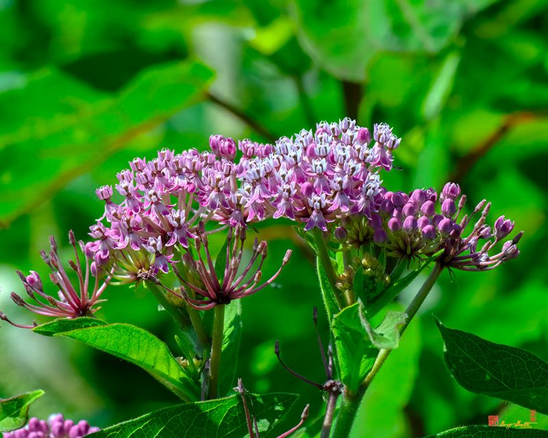 Swamp Milkweed, Rose Milkweed, Swamp Silkweed, or White Indian Hemp (Asclepias incarnata) (DFL1382)