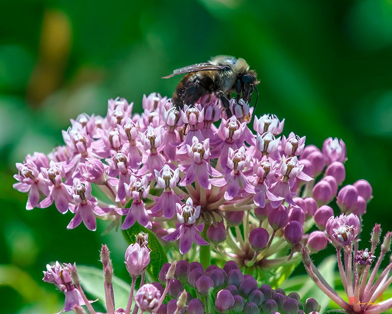 Swamp Milkweed, Rose Milkweed, Swamp Silkweed, or White Indian Hemp (Asclepias incarnata) (DFL1383)