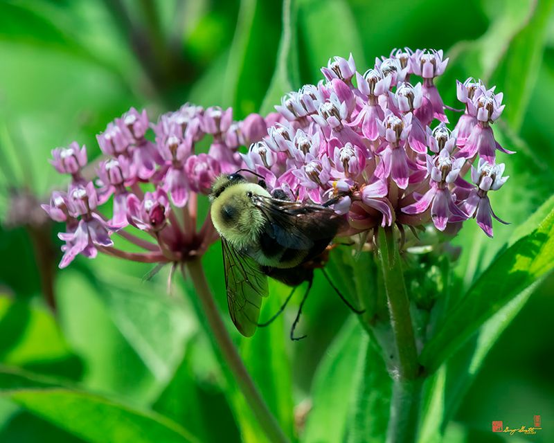 American Bumblebee (Bombus pensylvanicus) (DIN0387)