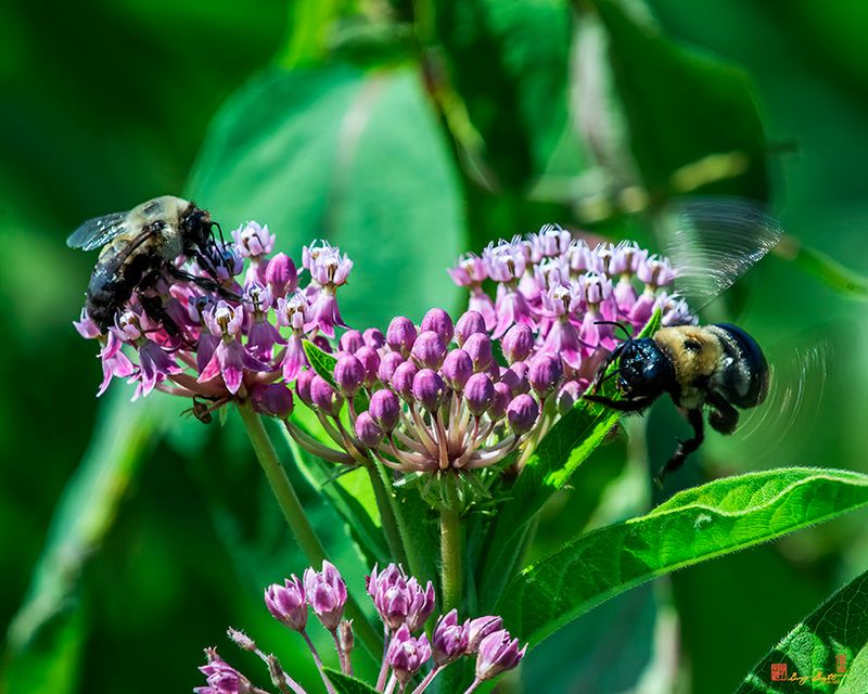 American Bumblebees (Bombus pensylvanicus) (DIN0388)