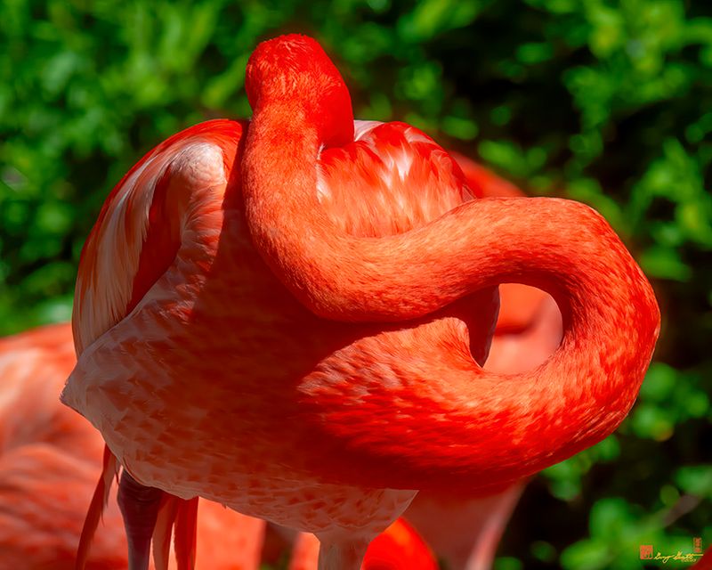 American Flamingo Resting (Phoenicopterus ruber) (DMSB0262)