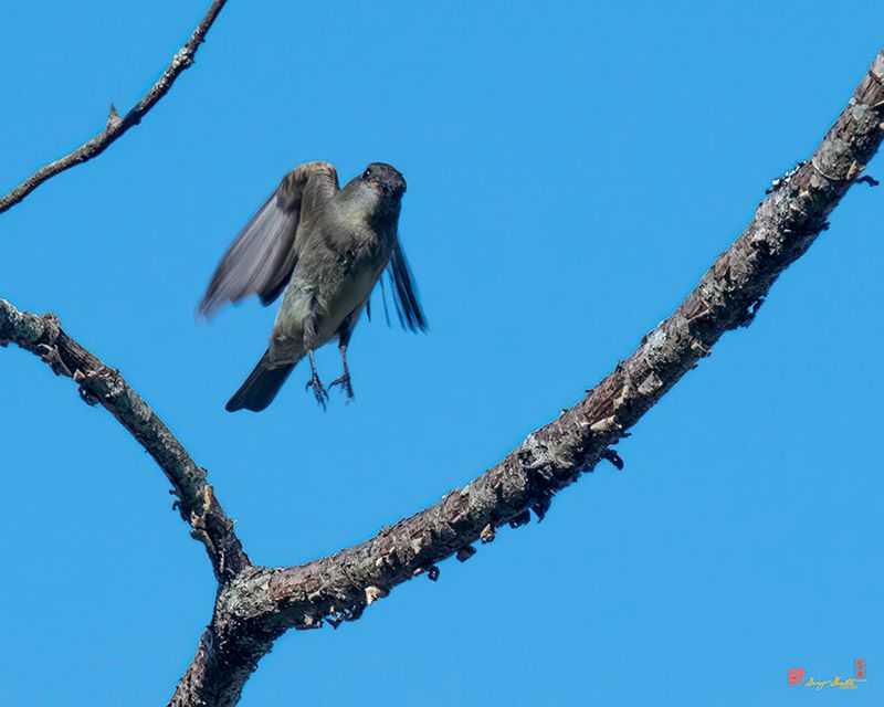 Eastern Phoebe Landing (Sayornis phoebe) (DSB0411)