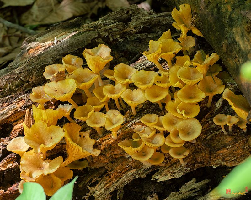 Golden Chanterelle or Girolle (Cantharellus cibarius) (DFL1416)