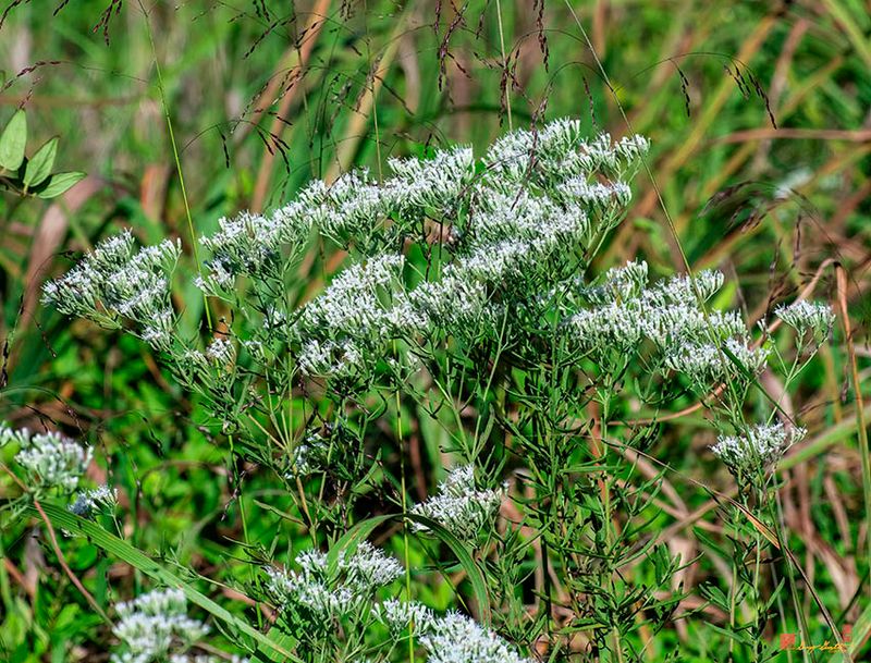 White Boneset (Eupatorium serotinum) (DFL1440)