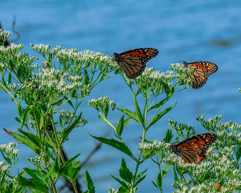 White Boneset (Eupatorium serotinum) (DFL1441)