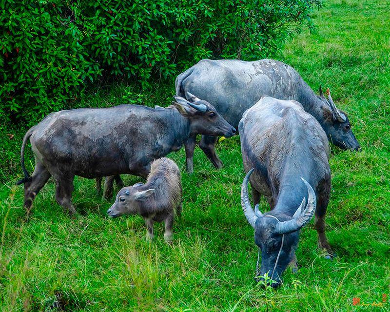 Water Buffalos and Calf (DTHP0429)