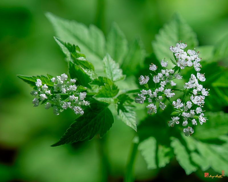 Sweet Cicely or Hairy Sweet Cicely (Osmorhiza clatonii) (DFL1464)