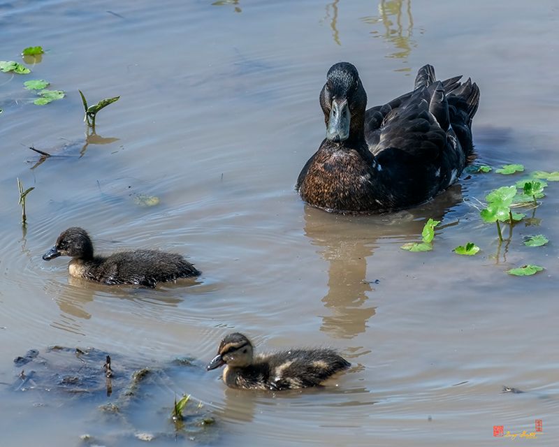 Family of Mallard Ducks (Anas platyrynchos) (DWF0256)