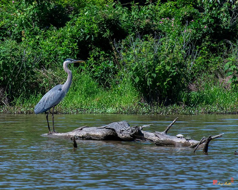 Great Blue Heron (Ardea herodias) (DMSB0267)