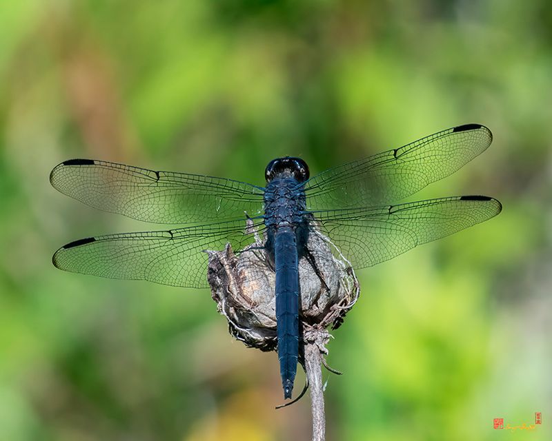 Slaty Skimmer Dragonfly (Libellula incesta) (DIN0412)