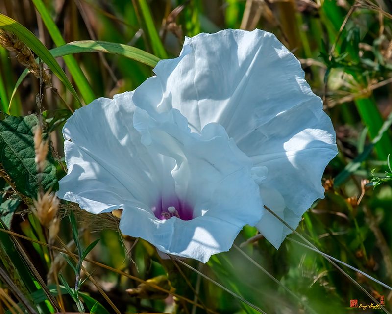 Wild Potato-vine Morning-Glory (Ipomoea pandurata) (DFL1489)