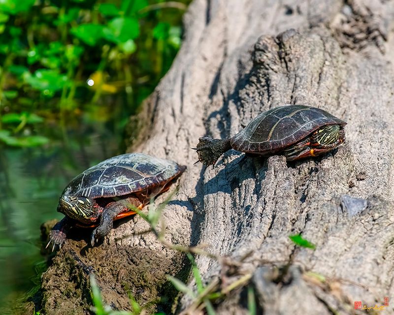 Young Eastern Painted Turtles (Chrysemys picta) (DAR077)