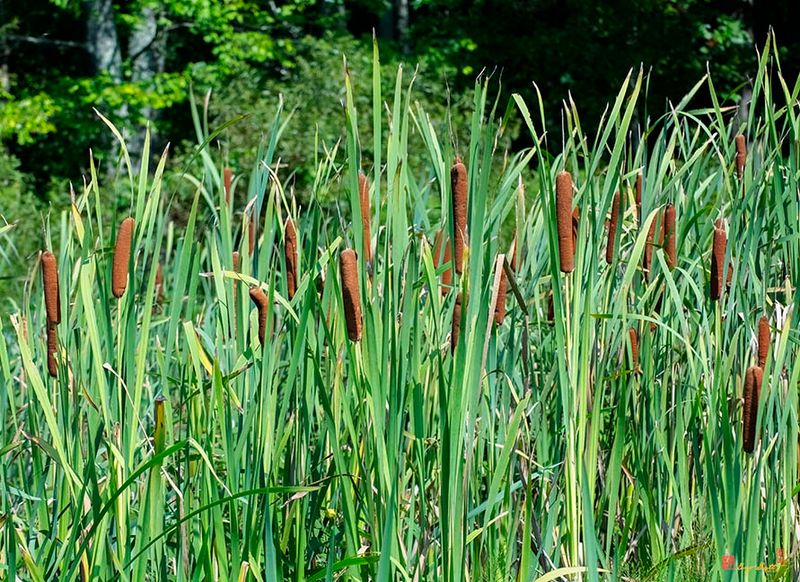 Broadleaf Cattails (Typha latifolia) (DFL1495)