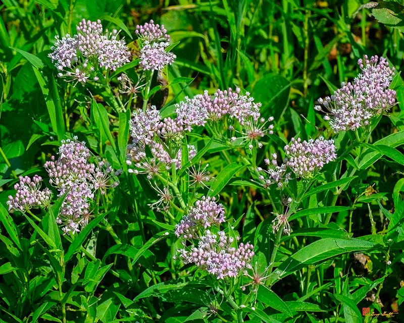 Swamp Milkweed, Rose Milkweed, Swamp Silkweed, or White Indian Hemp (Asclepias incarnata) (DFL1494)