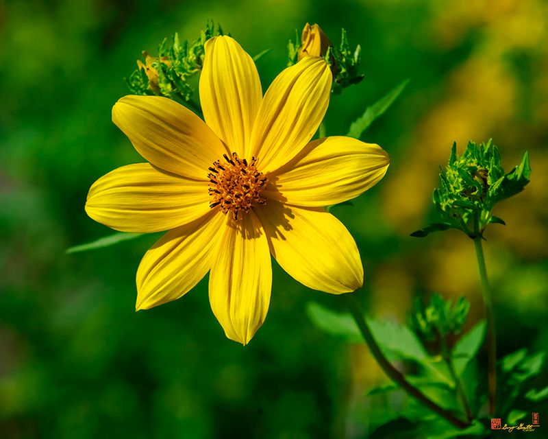 Tickseed Sunflower (Bidens aristosa) (DFL1516)
