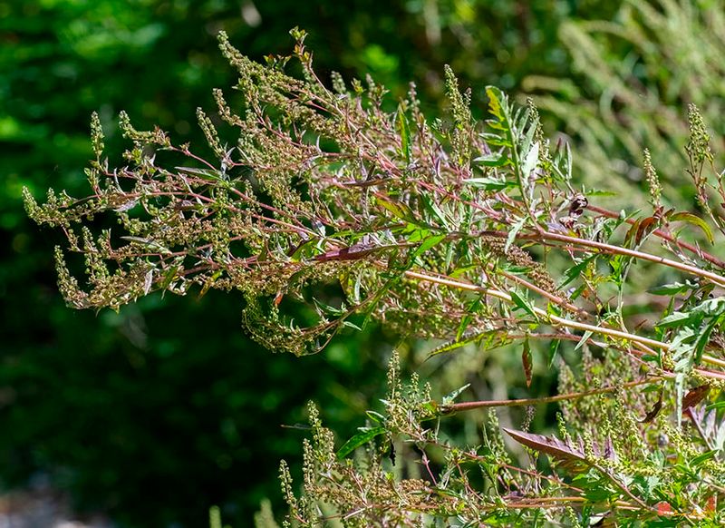 Common Ragweed, Annual Ragweed, or Low Ragweed (Ambrosia artemisiifolia) (DFL1520)