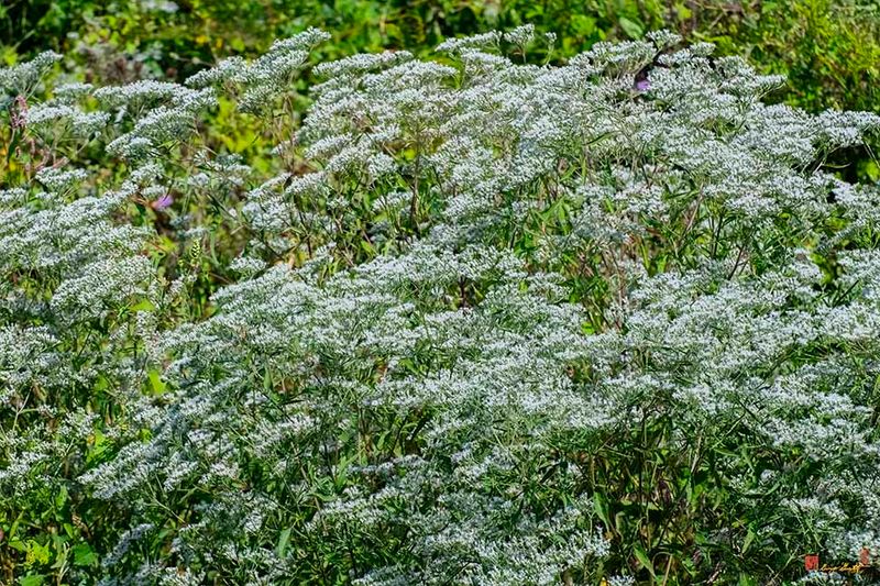White Boneset, Lateflowering Thoroughwort, Late Boneset or Late-flowering Boneset (Eupatorium serotinum) (DFL1522)