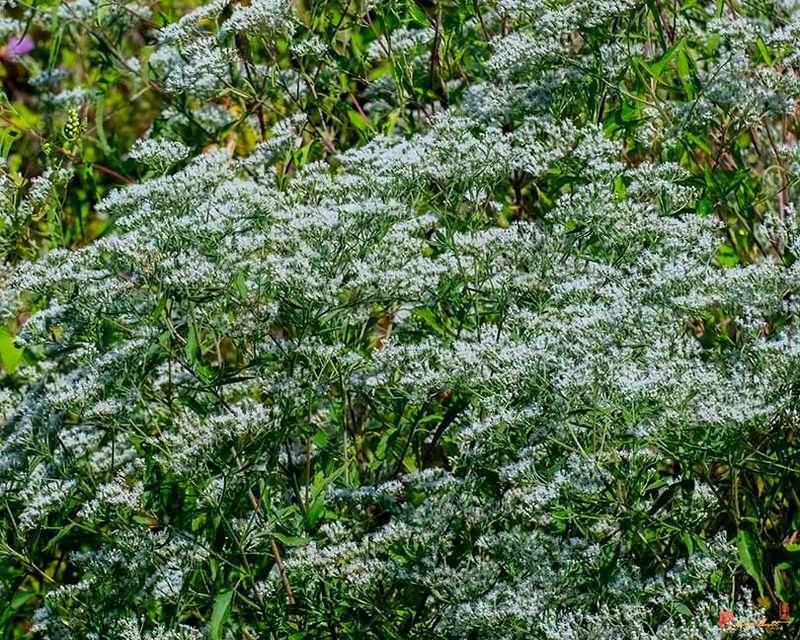 White Boneset, Lateflowering Thoroughwort, Late Boneset or Late-flowering Boneset (Eupatorium serotinum) (DFL1523)